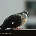 IMG_6161.jpg
