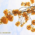 IMG_6827.jpg