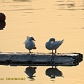 IMG_7638.jpg