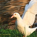IMG_7654.jpg