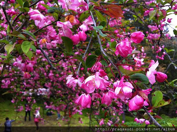 Cherry blossoms Season