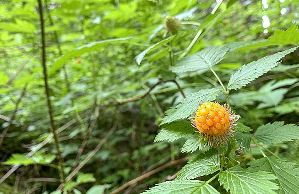 salmon berries