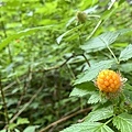 salmon berries