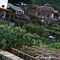 休憩步道旁人家的菜園