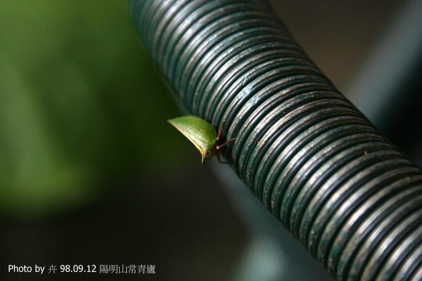 不知名的昆蟲