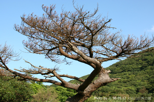 大屯山自然公園旁停車場很特殊的樹