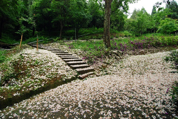 台中賞桐花景點1