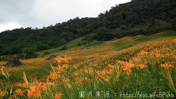 2015台中金針花季