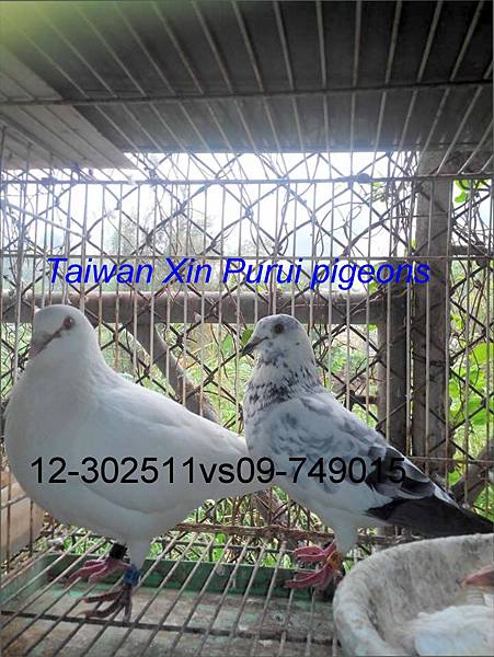 12-302511X09-749015Taiwan Xin Purui pigeons