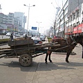 Donkey in the city