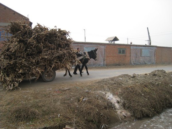 Donkey starts to work 2 驢兒上工記2