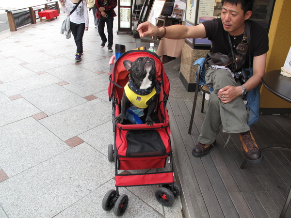 坐推車的小狗.JPG