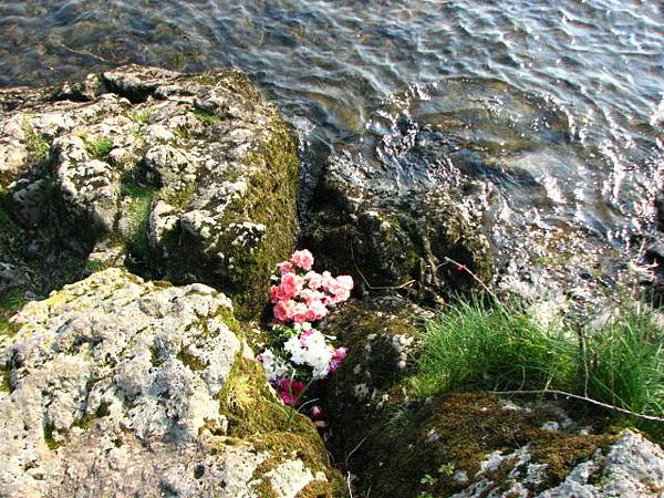 flowers in the lake.JPG