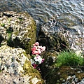 flowers in the lake.JPG