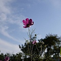 NTU_coreopsis_033.jpg