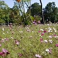 NTU_coreopsis_011.jpg