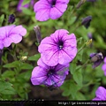 Lavender_064.jpg
