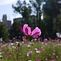 NTU_coreopsis_008.jpg