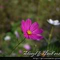 NTU_coreopsis_026.jpg