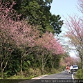 路旁的櫻花兒