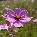 NTU_coreopsis_007.jpg