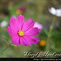 NTU_coreopsis_025.jpg