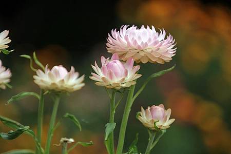 微笑_180430_0005.jpg 微笑_180430_0005.jpg