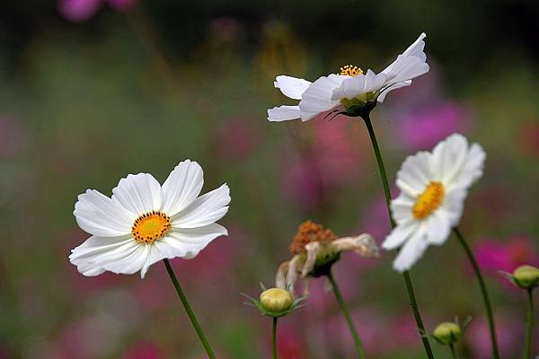 微笑_180423_0025.jpg 微笑_180423_0025.jpg