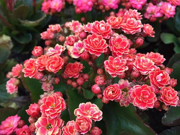 雯要用圖片_180315_0054.jpg 雯要用圖片_180315_0054.jpg