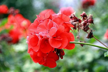 20171117梅峰農場_171120_0024.jpg 20171117梅峰農場_171120_0024.jpg