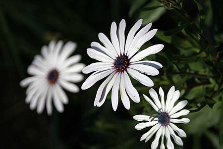 20171117梅峰農場_171120_0069.jpg 20171117梅峰農場_171120_0069.jpg