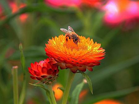 花_190311_0030.jpg 花_190311_0030.jpg