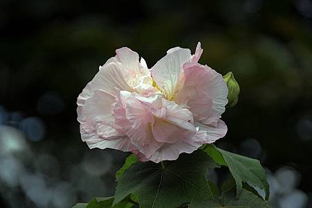 自辦活動成品照_180925_0047.jpg 自辦活動成品照_180925_0047.jpg