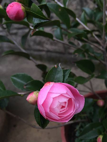 線上推廣作業、 廣告專業代理、 行銷公司可以加勞 線上推廣作業、 廣告專業代理、 行銷公司可以加勞