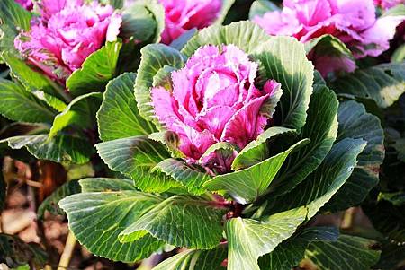 20171117梅峰農場_171120_0060.jpg 20171117梅峰農場_171120_0060.jpg