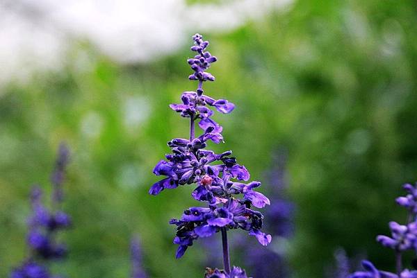20171117梅峰農場_171120_0021.jpg 20171117梅峰農場_171120_0021.jpg