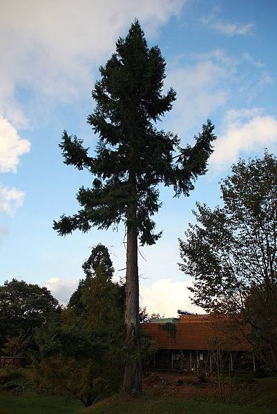 20171117梅峰農場_171120_0018.jpg 20171117梅峰農場_171120_0018.jpg