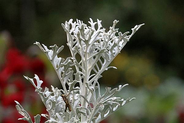 20171117梅峰農場_171120_0020.jpg 20171117梅峰農場_171120_0020.jpg