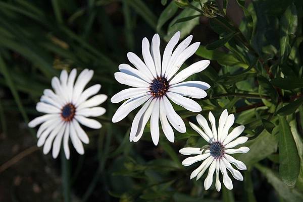 20171117梅峰農場_171120_0068.jpg 20171117梅峰農場_171120_0068.jpg