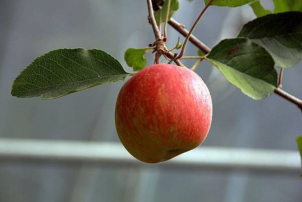 20171117梅峰農場_171120_0011.jpg 20171117梅峰農場_171120_0011.jpg