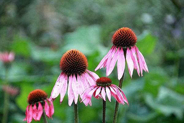 20171117梅峰農場_171120_0039.jpg 20171117梅峰農場_171120_0039.jpg