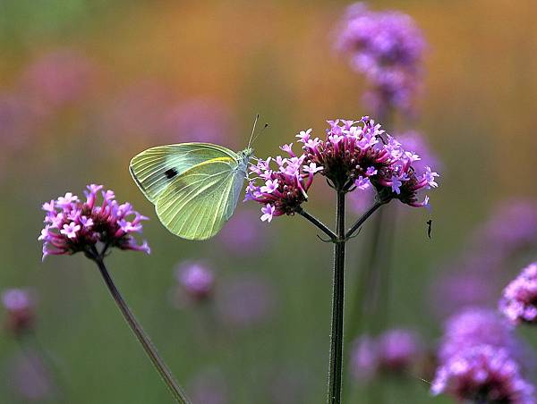 微笑_180430_0047.jpg 微笑_180430_0047.jpg