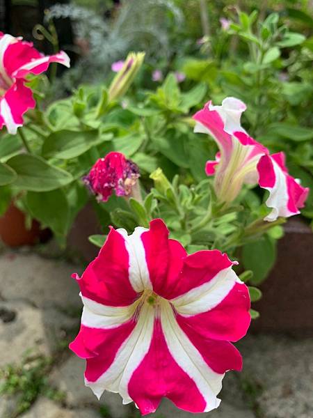 雯用圖_210505_7.jpg 雯用圖_210505_7.jpg