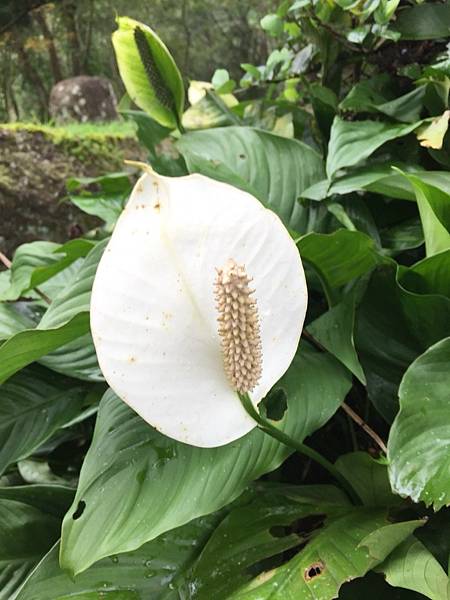 雯要用圖片_171205_0003.jpg 雯要用圖片_171205_0003.jpg