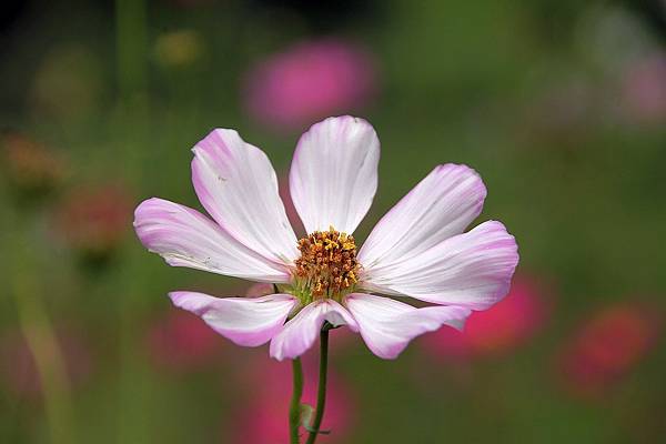 花_190311_0036.jpg 花_190311_0036.jpg