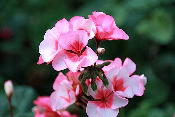 20171117梅峰農場_171120_0023.jpg 20171117梅峰農場_171120_0023.jpg