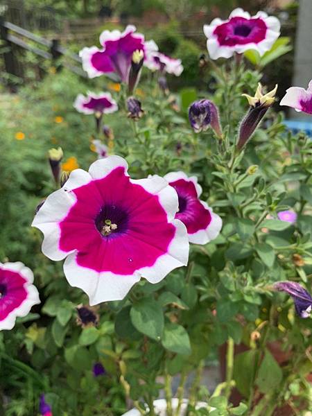 雯用圖_210505_6.jpg 雯用圖_210505_6.jpg