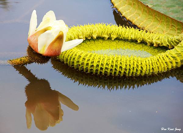 103.7.26.蓮花-4.jpg 103.7.26.蓮花-4.jpg