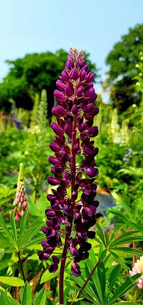 雯用圖_210331_1.jpg 雯用圖_210331_1.jpg