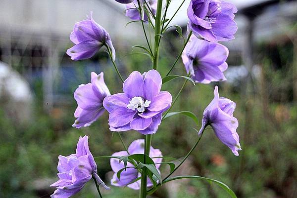 20171117梅峰農場_171120_0037.jpg 20171117梅峰農場_171120_0037.jpg